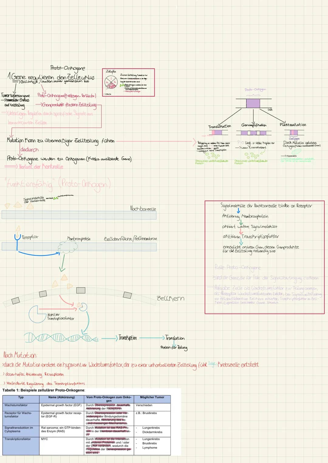 Proto-Onhogene
1.Gene regulieren den Zellzyklus
=>Balance; laufen immer gemeinsam bub
Tumor supressorgene
Proto-Onkogene(Krebsgen-Vorläufor)