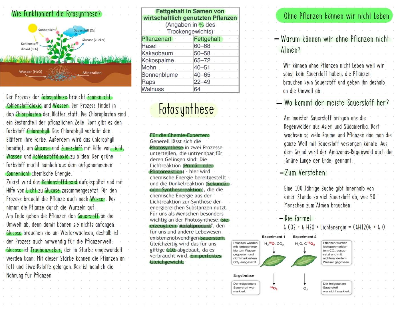 Wie Funktioniert die Fotosynthese?
Sonnenlicht
Kohlenstoff-
dioxid (CO₂)
Wasser (H₂O)
Sauerstoff (O₂)
Glucose (Zucker)
Mineralien
Der Prozes