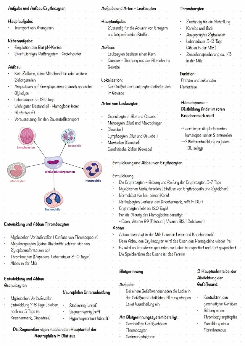 Aufgaben des Blutes
Erregerabwehr - Immunsystem
Transport von Atemgasen (02 und c02)
Transport von Stoffwechselprodukten
Transport von Wärme
