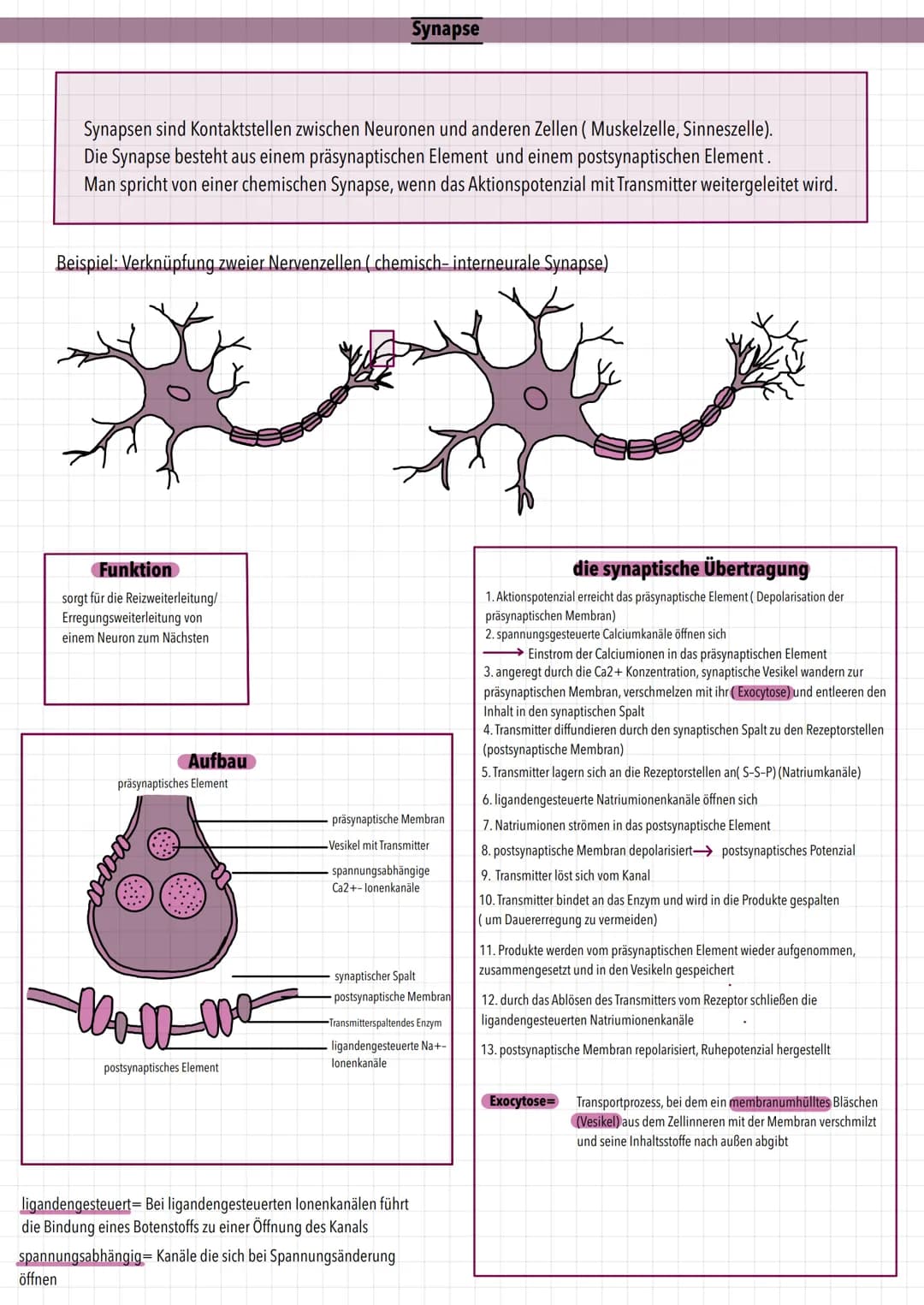 öffnen
Synapsen sind Kontaktstellen zwischen Neuronen und anderen Zellen ( Muskelzelle, Sinneszelle).
Die Synapse besteht aus einem präsynap