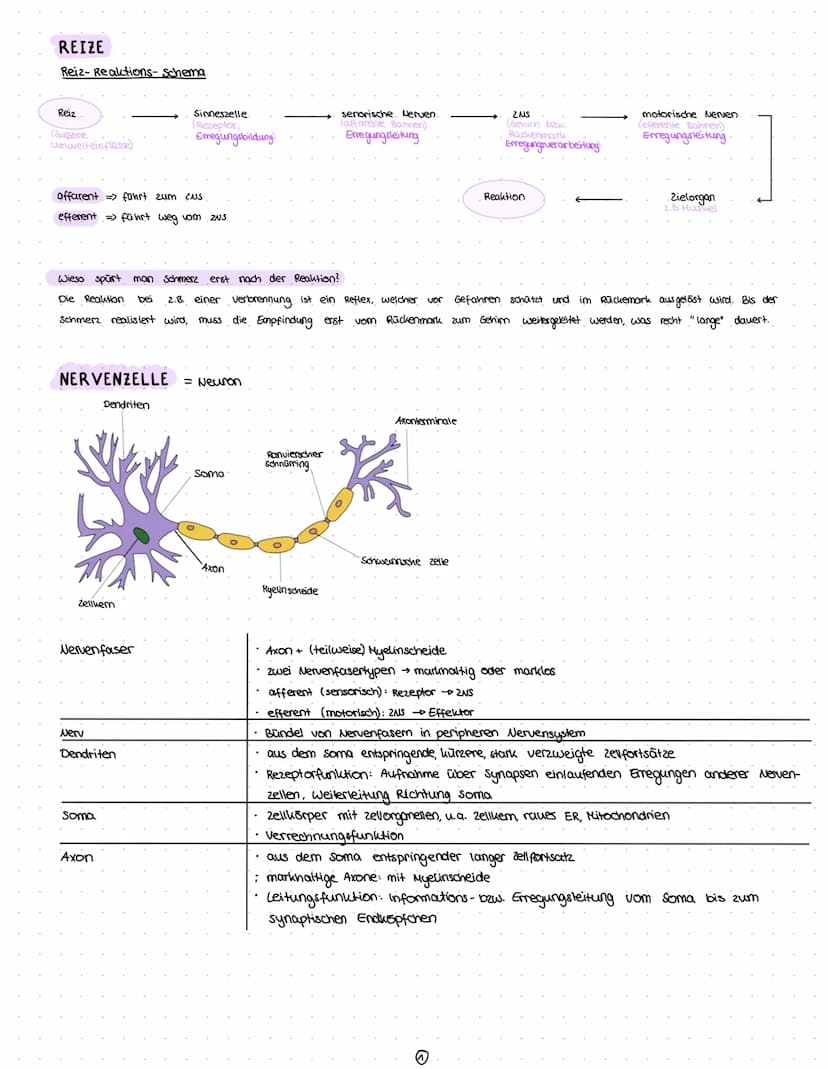 Reize
Reiz-Reaktion
Reizaufnahme
• Transformation.
Transmission
Integration
Nervenzelle
Gliazellen
Biomembran
Membranpotential
Ruhepotential