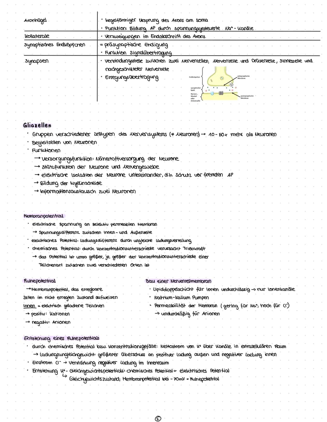 Reize
Reiz-Reaktion
Reizaufnahme
• Transformation.
Transmission
Integration
Nervenzelle
Gliazellen
Biomembran
Membranpotential
Ruhepotential