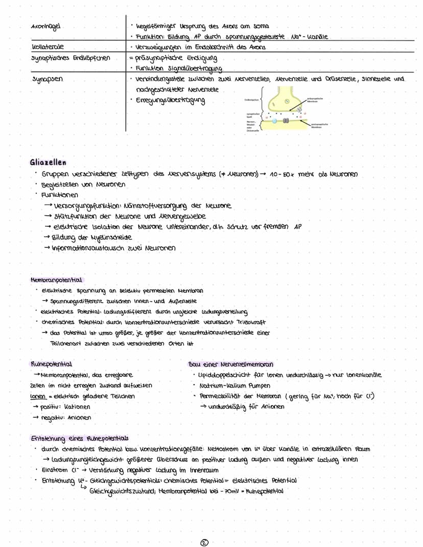 Reize
Reiz-Reaktion
Reizaufnahme
• Transformation.
Transmission
Integration
Nervenzelle
Gliazellen
Biomembran
Membranpotential
Ruhepotential