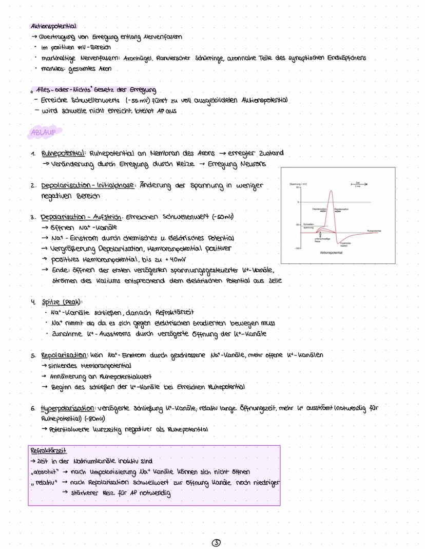 Reize
Reiz-Reaktion
Reizaufnahme
• Transformation.
Transmission
Integration
Nervenzelle
Gliazellen
Biomembran
Membranpotential
Ruhepotential