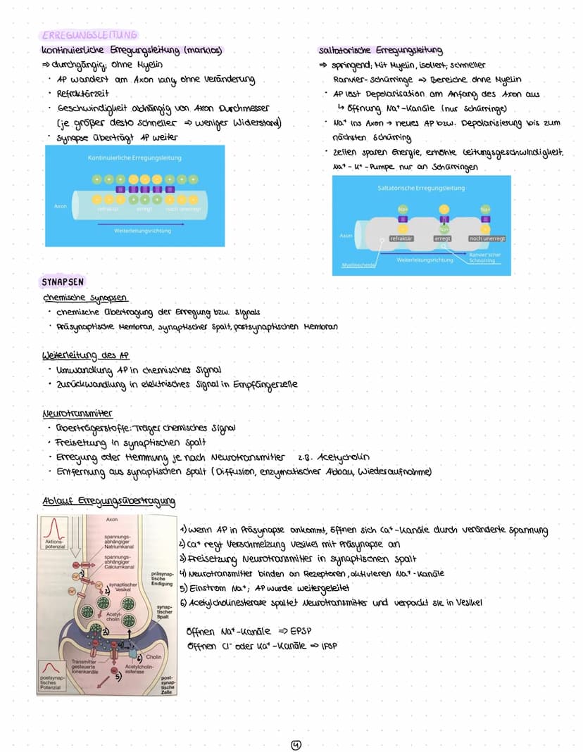 Reize
Reiz-Reaktion
Reizaufnahme
• Transformation.
Transmission
Integration
Nervenzelle
Gliazellen
Biomembran
Membranpotential
Ruhepotential