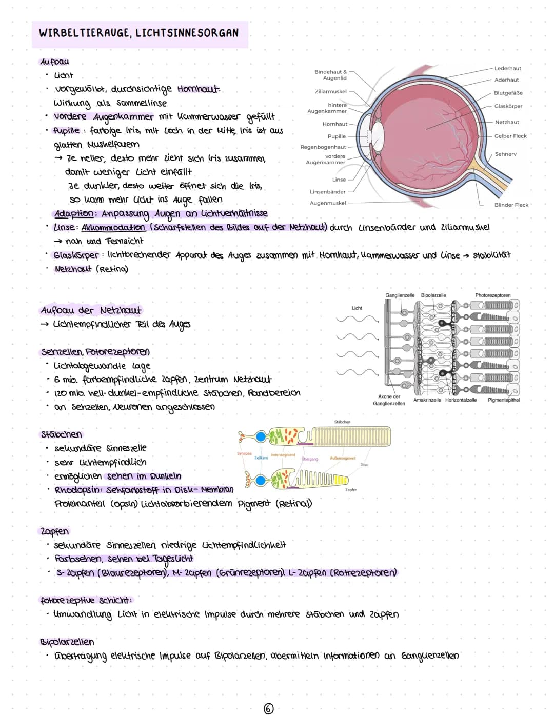 Reize
Reiz-Reaktion
Reizaufnahme
• Transformation.
Transmission
Integration
Nervenzelle
Gliazellen
Biomembran
Membranpotential
Ruhepotential