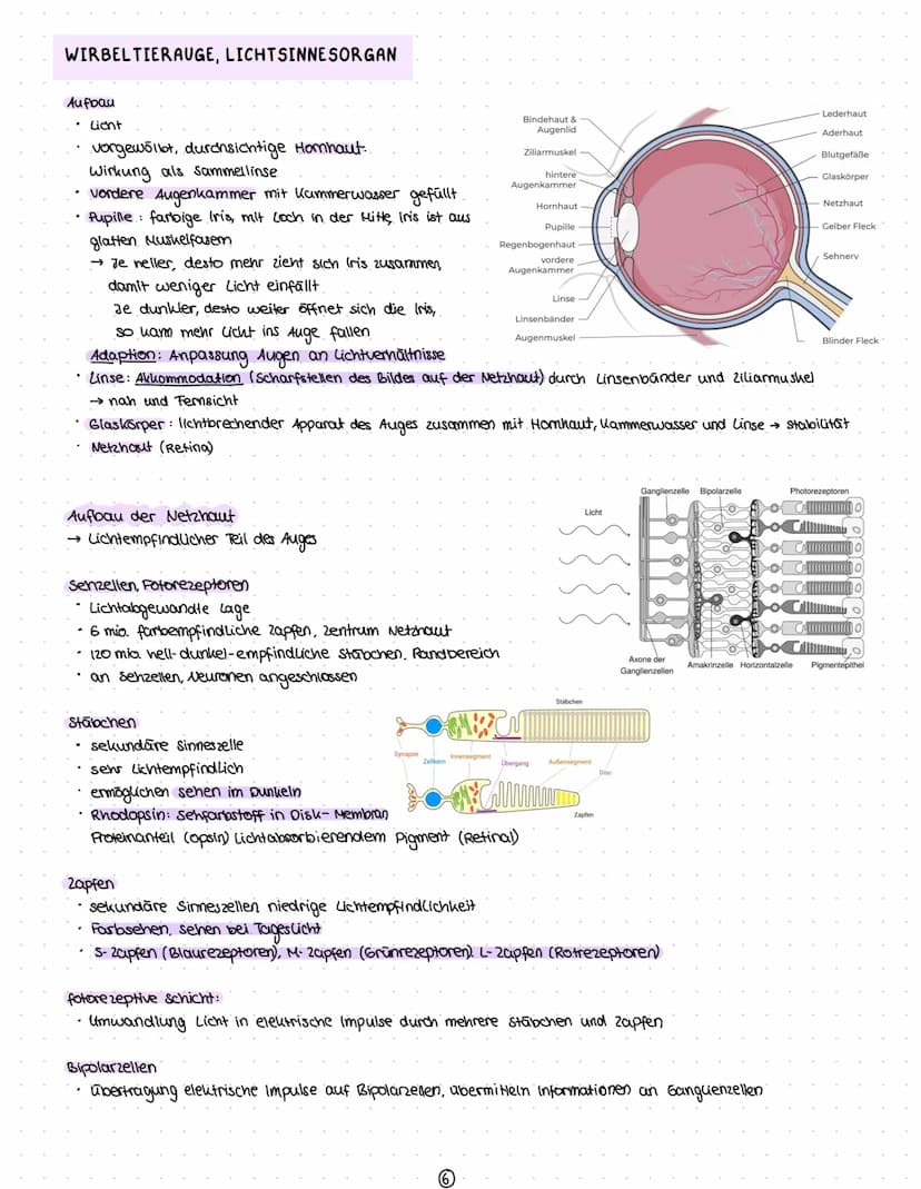 Reize
Reiz-Reaktion
Reizaufnahme
• Transformation.
Transmission
Integration
Nervenzelle
Gliazellen
Biomembran
Membranpotential
Ruhepotential