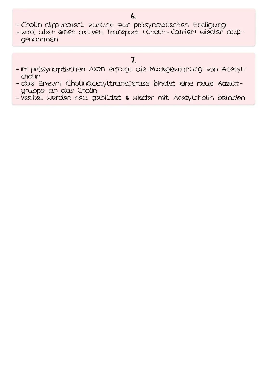 Neurobio-
logie AUFBAU DES AUGES
Linsenbänder
(zanulafasern)
Linse
vordere
Augenkammer
Pupille
4-64mm ²
Kornea
(Hornhaut)
Iris
hintere
Augen