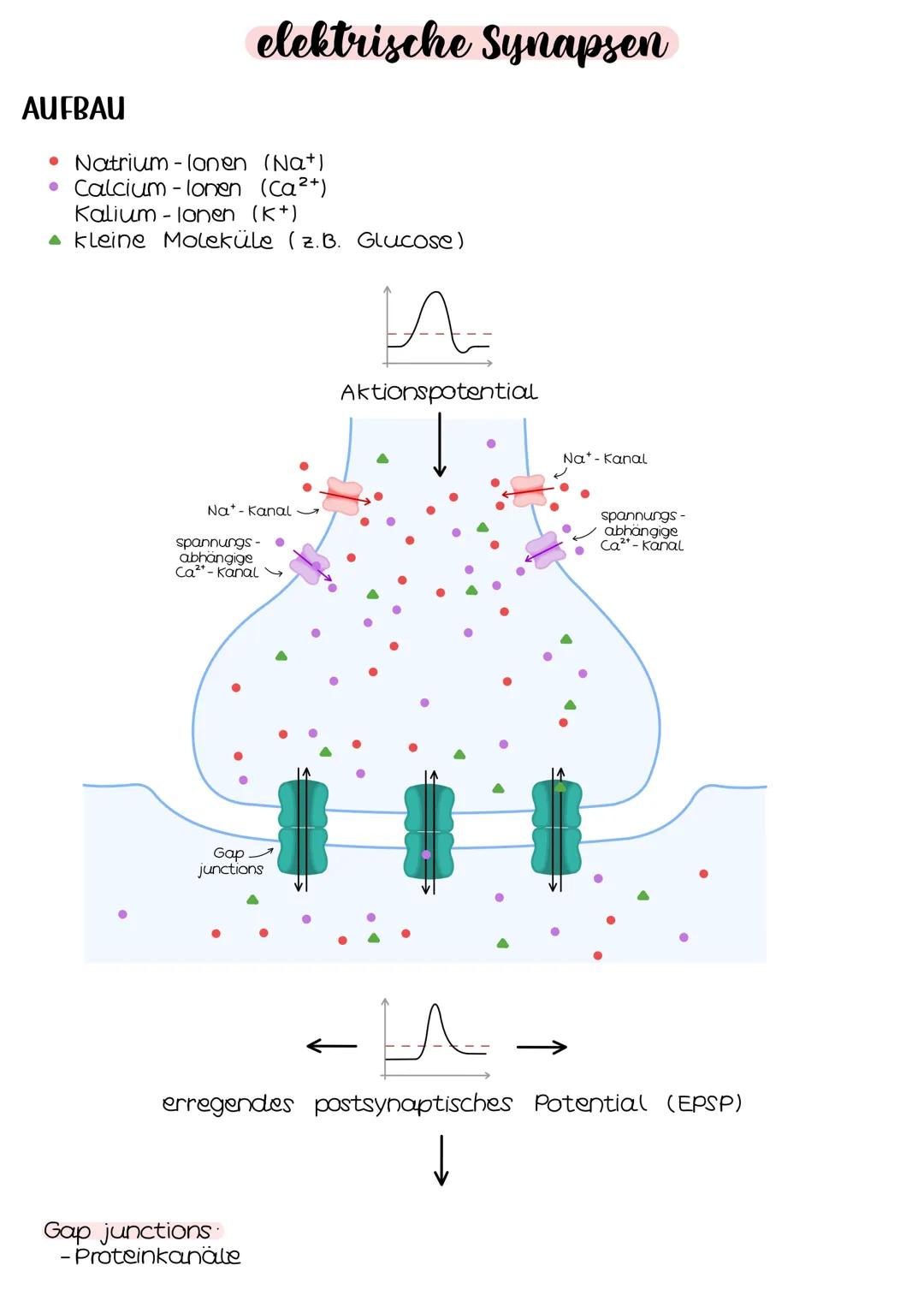 Neurobio-
logie AUFBAU DES AUGES
Linsenbänder
(zanulafasern)
Linse
vordere
Augenkammer
Pupille
4-64mm ²
Kornea
(Hornhaut)
Iris
hintere
Augen