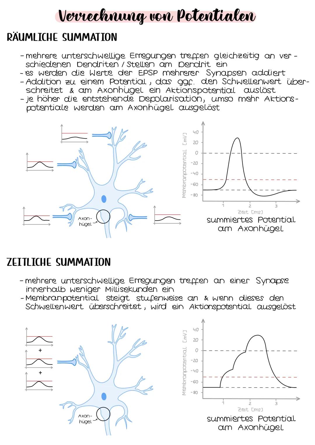 Neurobio-
logie AUFBAU DES AUGES
Linsenbänder
(zanulafasern)
Linse
vordere
Augenkammer
Pupille
4-64mm ²
Kornea
(Hornhaut)
Iris
hintere
Augen