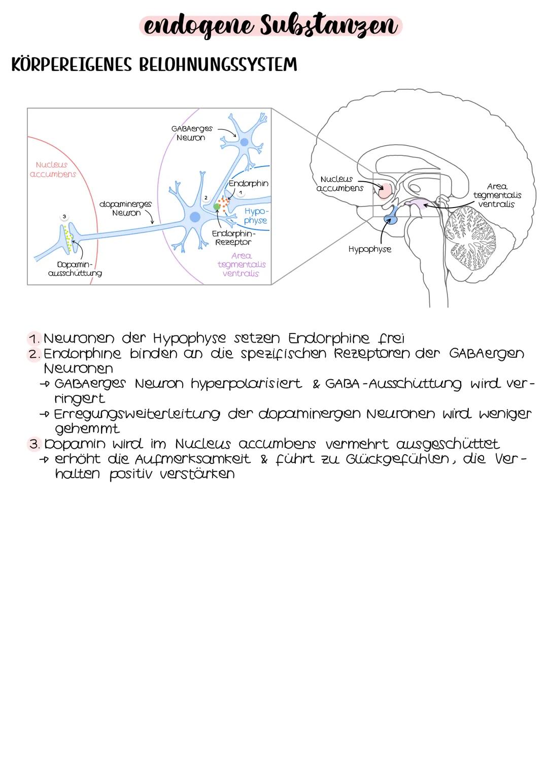 Neurobio-
logie AUFBAU DES AUGES
Linsenbänder
(zanulafasern)
Linse
vordere
Augenkammer
Pupille
4-64mm ²
Kornea
(Hornhaut)
Iris
hintere
Augen