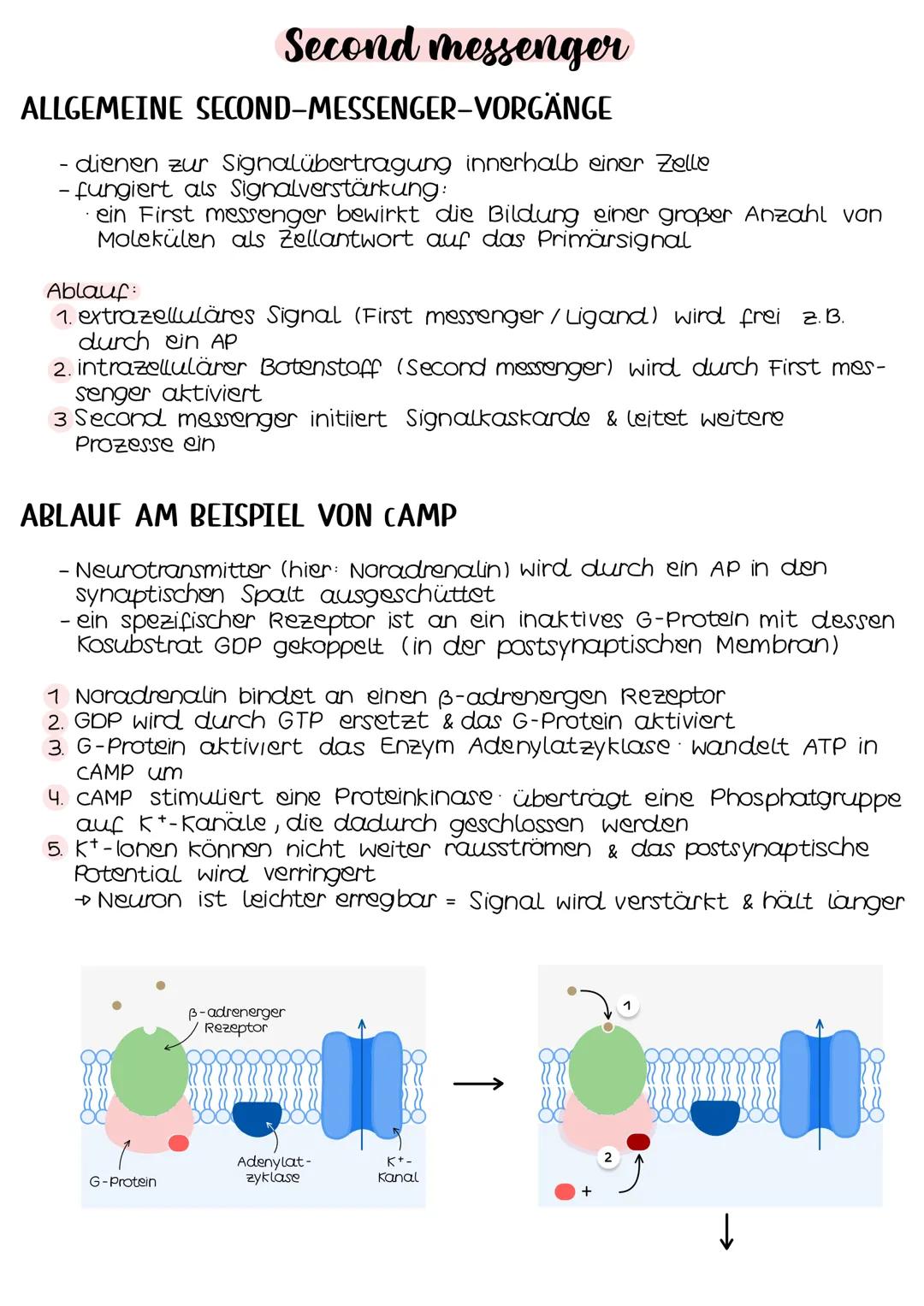 Neurobio-
logie AUFBAU DES AUGES
Linsenbänder
(zanulafasern)
Linse
vordere
Augenkammer
Pupille
4-64mm ²
Kornea
(Hornhaut)
Iris
hintere
Augen