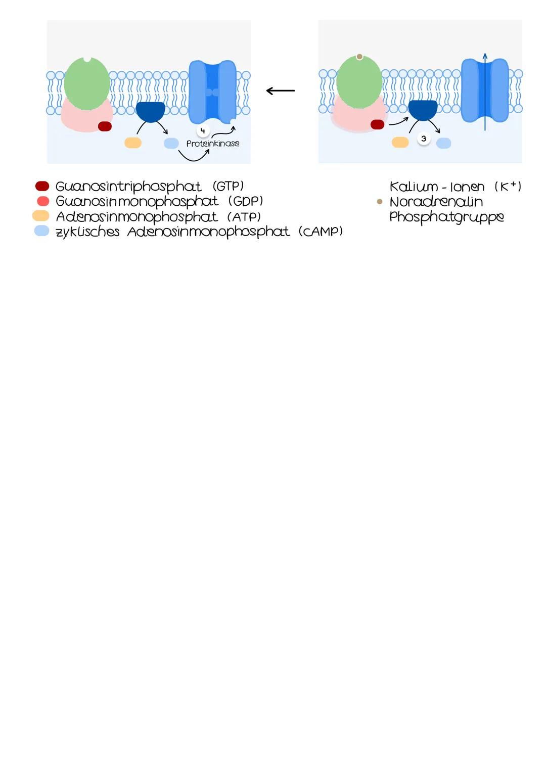 Neurobio-
logie AUFBAU DES AUGES
Linsenbänder
(zanulafasern)
Linse
vordere
Augenkammer
Pupille
4-64mm ²
Kornea
(Hornhaut)
Iris
hintere
Augen