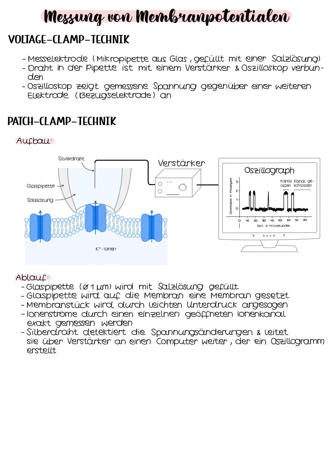 Neurobio-
logie AUFBAU DES AUGES
Linsenbänder
(zanulafasern)
Linse
vordere
Augenkammer
Pupille
4-64mm ²
Kornea
(Hornhaut)
Iris
hintere
Augen