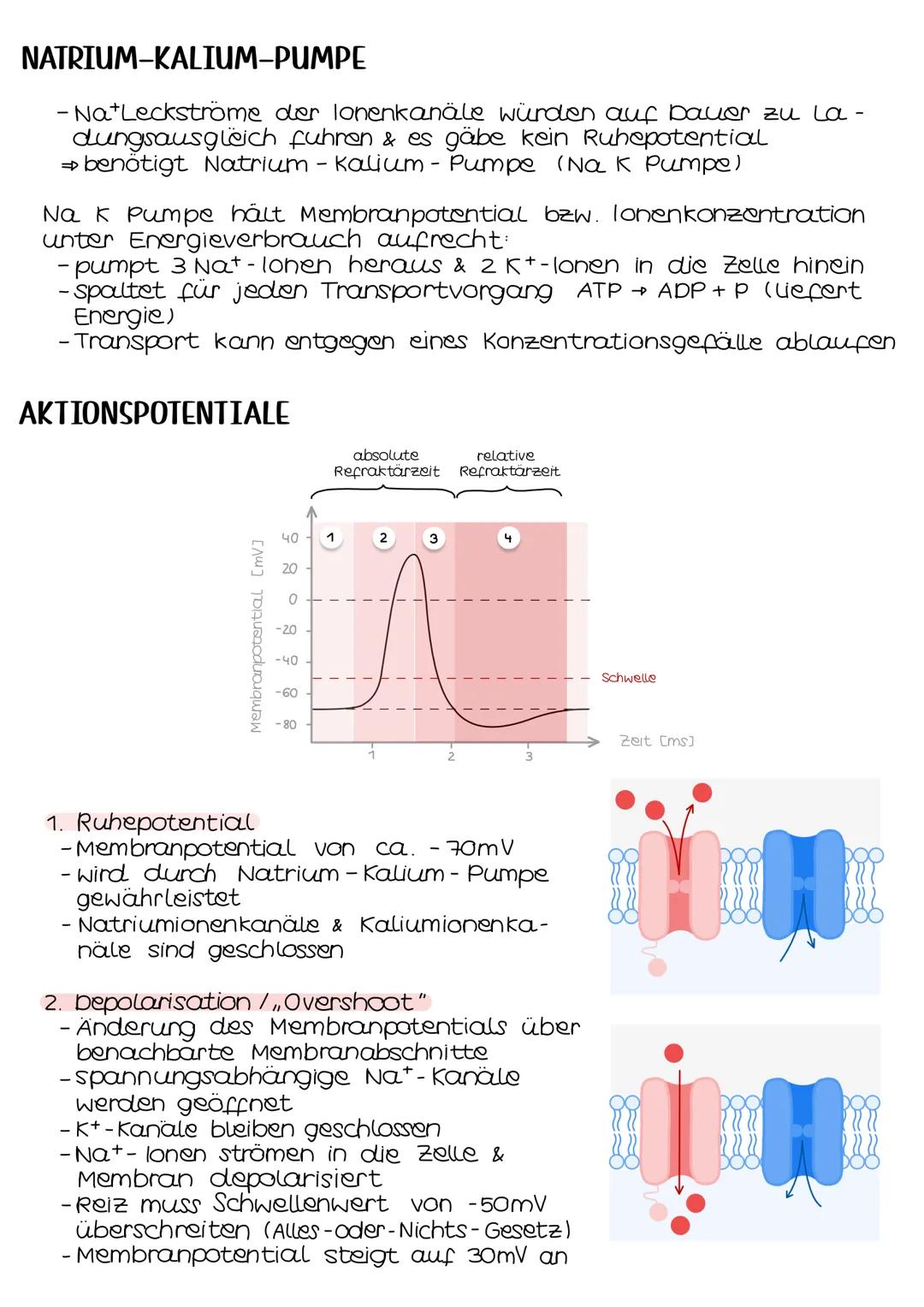 Neurobio-
logie AUFBAU DES AUGES
Linsenbänder
(zanulafasern)
Linse
vordere
Augenkammer
Pupille
4-64mm ²
Kornea
(Hornhaut)
Iris
hintere
Augen