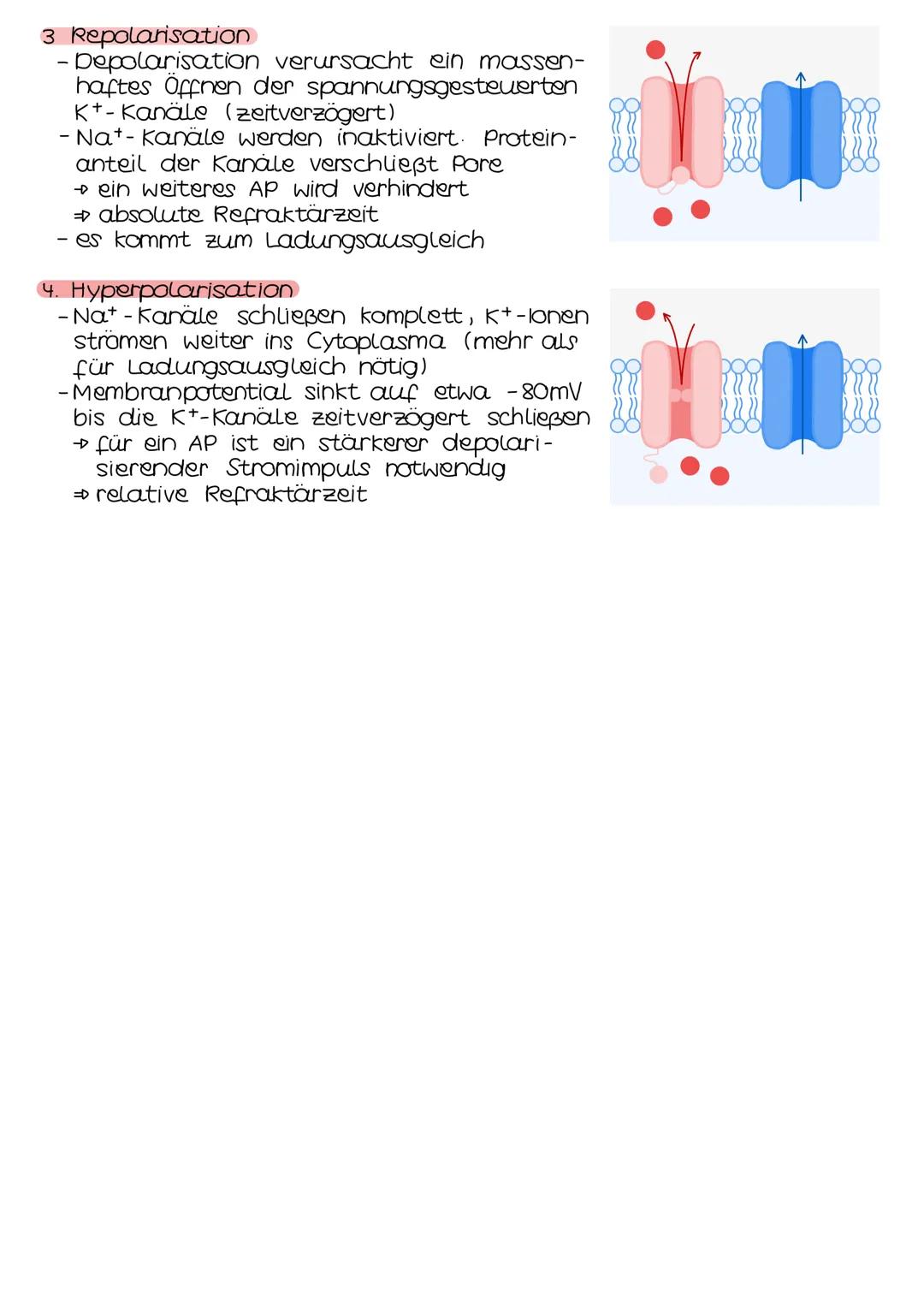 Neurobio-
logie AUFBAU DES AUGES
Linsenbänder
(zanulafasern)
Linse
vordere
Augenkammer
Pupille
4-64mm ²
Kornea
(Hornhaut)
Iris
hintere
Augen