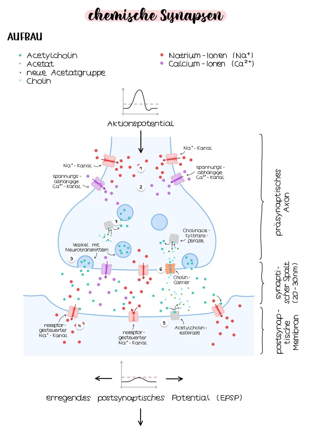 Neurobio-
logie AUFBAU DES AUGES
Linsenbänder
(zanulafasern)
Linse
vordere
Augenkammer
Pupille
4-64mm ²
Kornea
(Hornhaut)
Iris
hintere
Augen