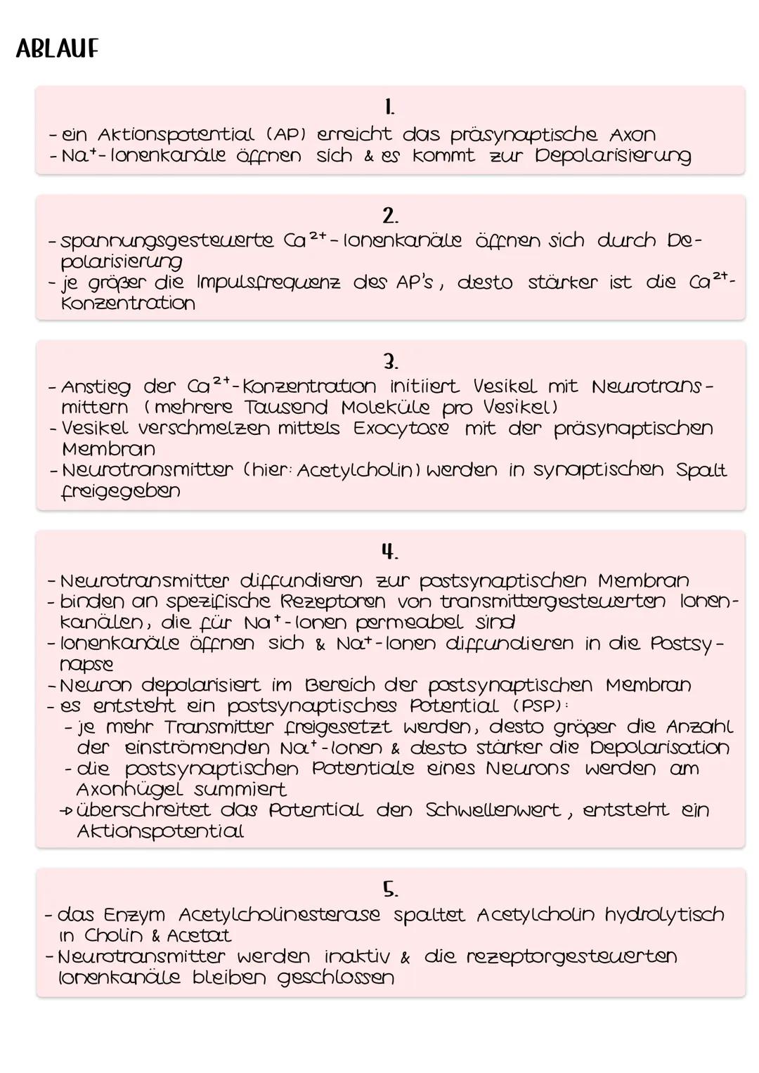 Neurobio-
logie AUFBAU DES AUGES
Linsenbänder
(zanulafasern)
Linse
vordere
Augenkammer
Pupille
4-64mm ²
Kornea
(Hornhaut)
Iris
hintere
Augen