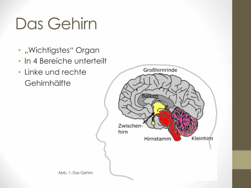 GFS Biologie
Das Gehirn:
➤ Milliarden
Nervenzellen
und Billionen
Synapsen
bilden Netzwerk
aus Information
und
Kommunikation
In vier Bereiche