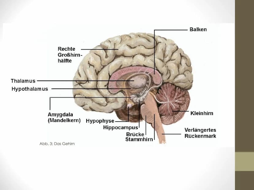 GFS Biologie
Das Gehirn:
➤ Milliarden
Nervenzellen
und Billionen
Synapsen
bilden Netzwerk
aus Information
und
Kommunikation
In vier Bereiche