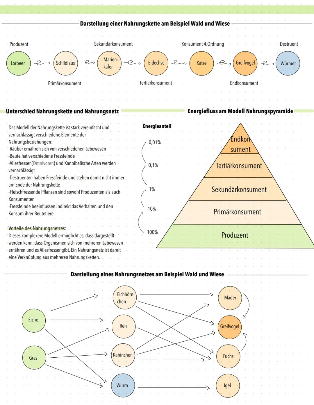 NAHRUNGSKETTEN/-NETZE
- Nahrungskette
Eine Nahrungskette stellt den Stoff- und
Energiefluss eines Ökosystems dar und
dient als vereinfachtes