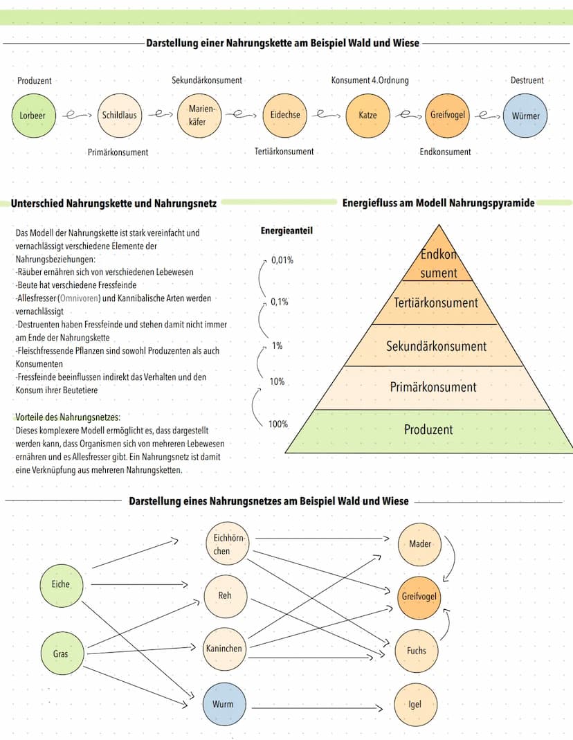 NAHRUNGSKETTEN/-NETZE
- Nahrungskette
Eine Nahrungskette stellt den Stoff- und
Energiefluss eines Ökosystems dar und
dient als vereinfachtes