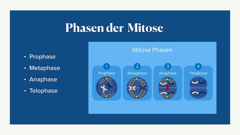 Mitose &
Zellzyklus ●
●
G1-Phase
• -> S-Phase
●
●
Zellzyklus
Interphase
●
G2-Phase
Was ist die Mitose
Phasen der Mitose
• -> Prophase
●
• ->