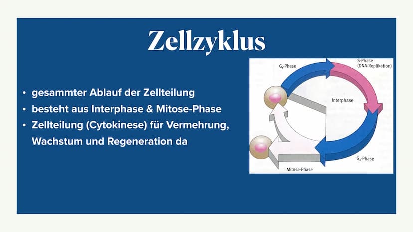 Mitose &
Zellzyklus ●
●
G1-Phase
• -> S-Phase
●
●
Zellzyklus
Interphase
●
G2-Phase
Was ist die Mitose
Phasen der Mitose
• -> Prophase
●
• ->