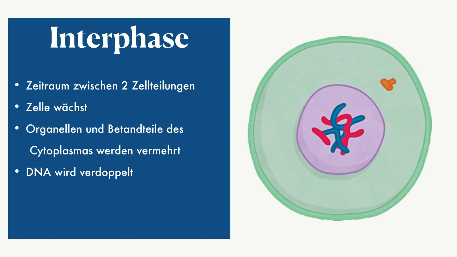 Mitose &
Zellzyklus ●
●
G1-Phase
• -> S-Phase
●
●
Zellzyklus
Interphase
●
G2-Phase
Was ist die Mitose
Phasen der Mitose
• -> Prophase
●
• ->