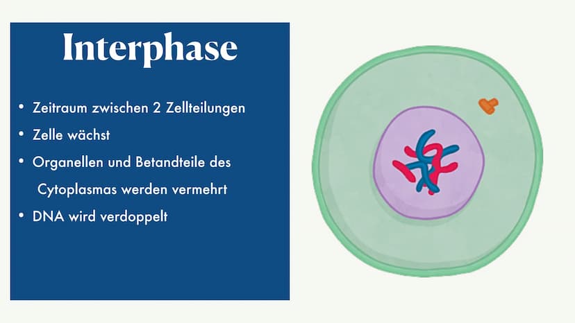 Mitose &
Zellzyklus ●
●
G1-Phase
• -> S-Phase
●
●
Zellzyklus
Interphase
●
G2-Phase
Was ist die Mitose
Phasen der Mitose
• -> Prophase
●
• ->
