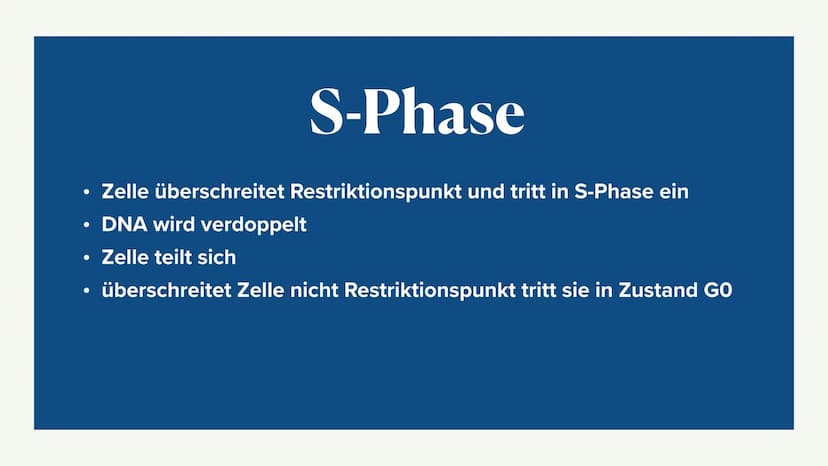 Mitose &
Zellzyklus ●
●
G1-Phase
• -> S-Phase
●
●
Zellzyklus
Interphase
●
G2-Phase
Was ist die Mitose
Phasen der Mitose
• -> Prophase
●
• ->