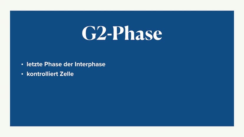 Mitose &
Zellzyklus ●
●
G1-Phase
• -> S-Phase
●
●
Zellzyklus
Interphase
●
G2-Phase
Was ist die Mitose
Phasen der Mitose
• -> Prophase
●
• ->