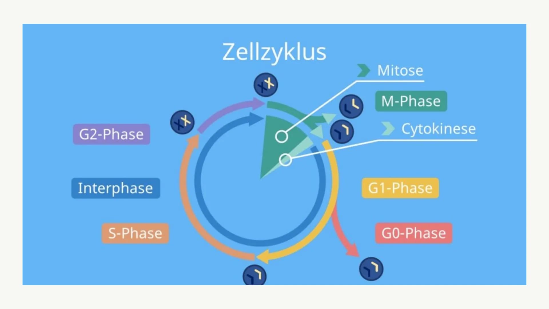 Mitose &
Zellzyklus ●
●
G1-Phase
• -> S-Phase
●
●
Zellzyklus
Interphase
●
G2-Phase
Was ist die Mitose
Phasen der Mitose
• -> Prophase
●
• ->