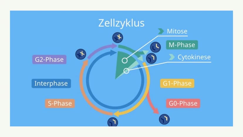 Mitose &
Zellzyklus ●
●
G1-Phase
• -> S-Phase
●
●
Zellzyklus
Interphase
●
G2-Phase
Was ist die Mitose
Phasen der Mitose
• -> Prophase
●
• ->