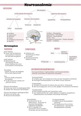 Know Grundlagen der Neuroanatomie (Ergotherapie Ausbildung) thumbnail
