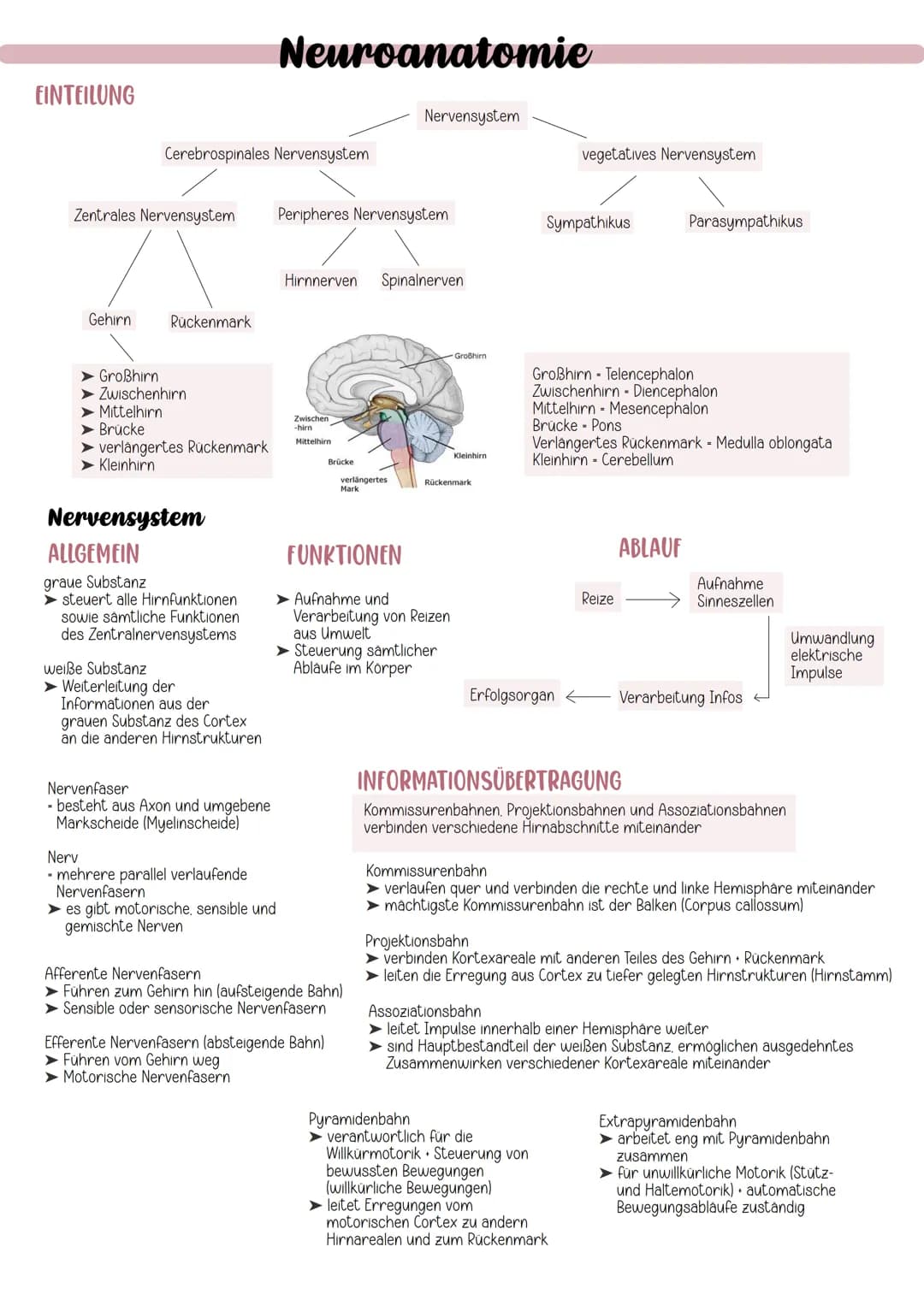 EINTEILUNG
Gehirn
Cerebrospinales Nervensystem
Zentrales Nervensystem Peripheres Nervensystem
Rückenmark
Großhirn
Zwischenhirn
Mittelhirn
Br