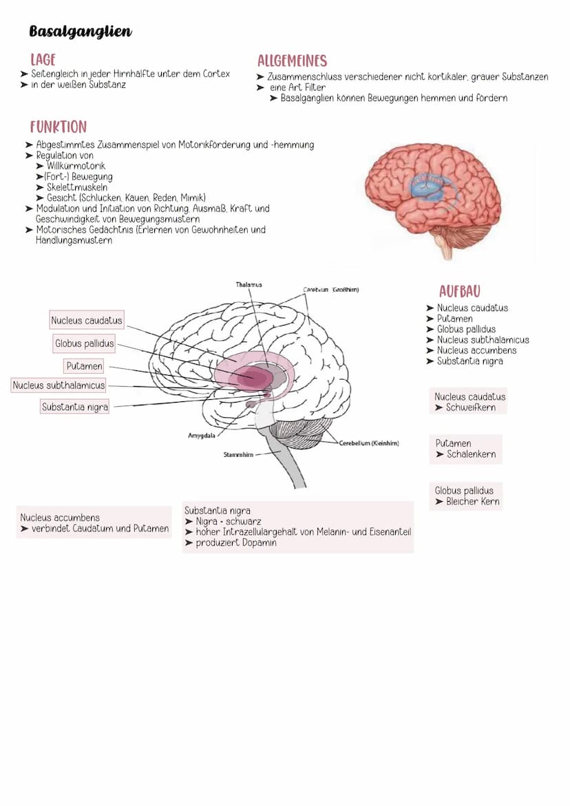 EINTEILUNG
Gehirn
Cerebrospinales Nervensystem
Zentrales Nervensystem Peripheres Nervensystem
Rückenmark
Großhirn
Zwischenhirn
Mittelhirn
Br