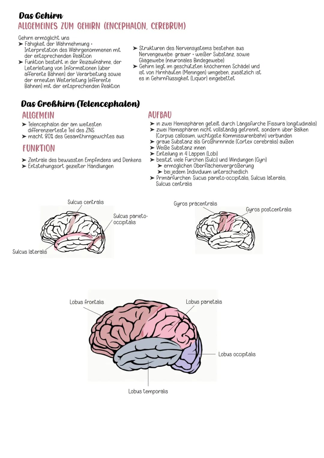 EINTEILUNG
Gehirn
Cerebrospinales Nervensystem
Zentrales Nervensystem Peripheres Nervensystem
Rückenmark
Großhirn
Zwischenhirn
Mittelhirn
Br