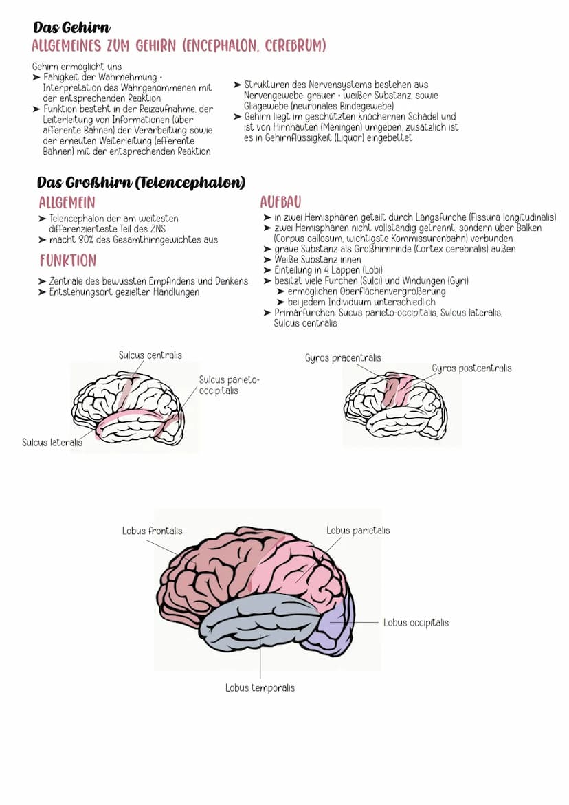 EINTEILUNG
Gehirn
Cerebrospinales Nervensystem
Zentrales Nervensystem Peripheres Nervensystem
Rückenmark
Großhirn
Zwischenhirn
Mittelhirn
Br