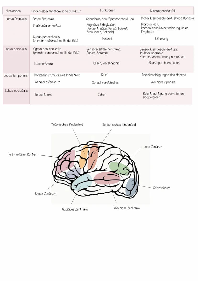 EINTEILUNG
Gehirn
Cerebrospinales Nervensystem
Zentrales Nervensystem Peripheres Nervensystem
Rückenmark
Großhirn
Zwischenhirn
Mittelhirn
Br