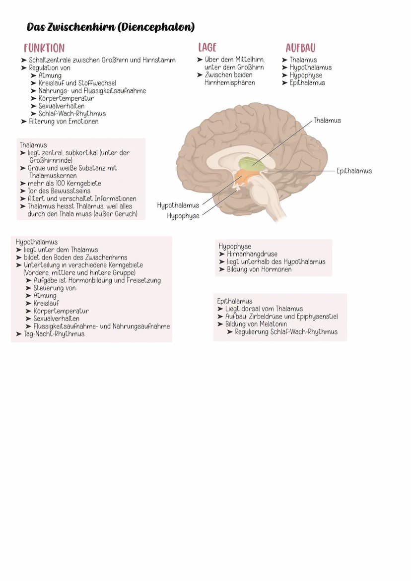 EINTEILUNG
Gehirn
Cerebrospinales Nervensystem
Zentrales Nervensystem Peripheres Nervensystem
Rückenmark
Großhirn
Zwischenhirn
Mittelhirn
Br