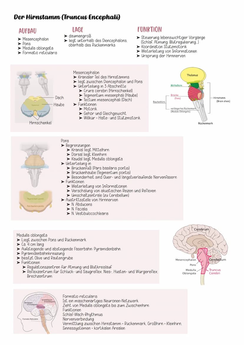 EINTEILUNG
Gehirn
Cerebrospinales Nervensystem
Zentrales Nervensystem Peripheres Nervensystem
Rückenmark
Großhirn
Zwischenhirn
Mittelhirn
Br