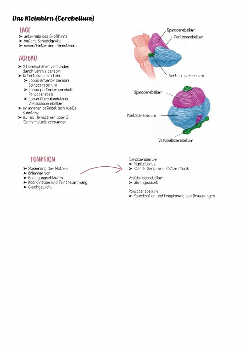 EINTEILUNG
Gehirn
Cerebrospinales Nervensystem
Zentrales Nervensystem Peripheres Nervensystem
Rückenmark
Großhirn
Zwischenhirn
Mittelhirn
Br