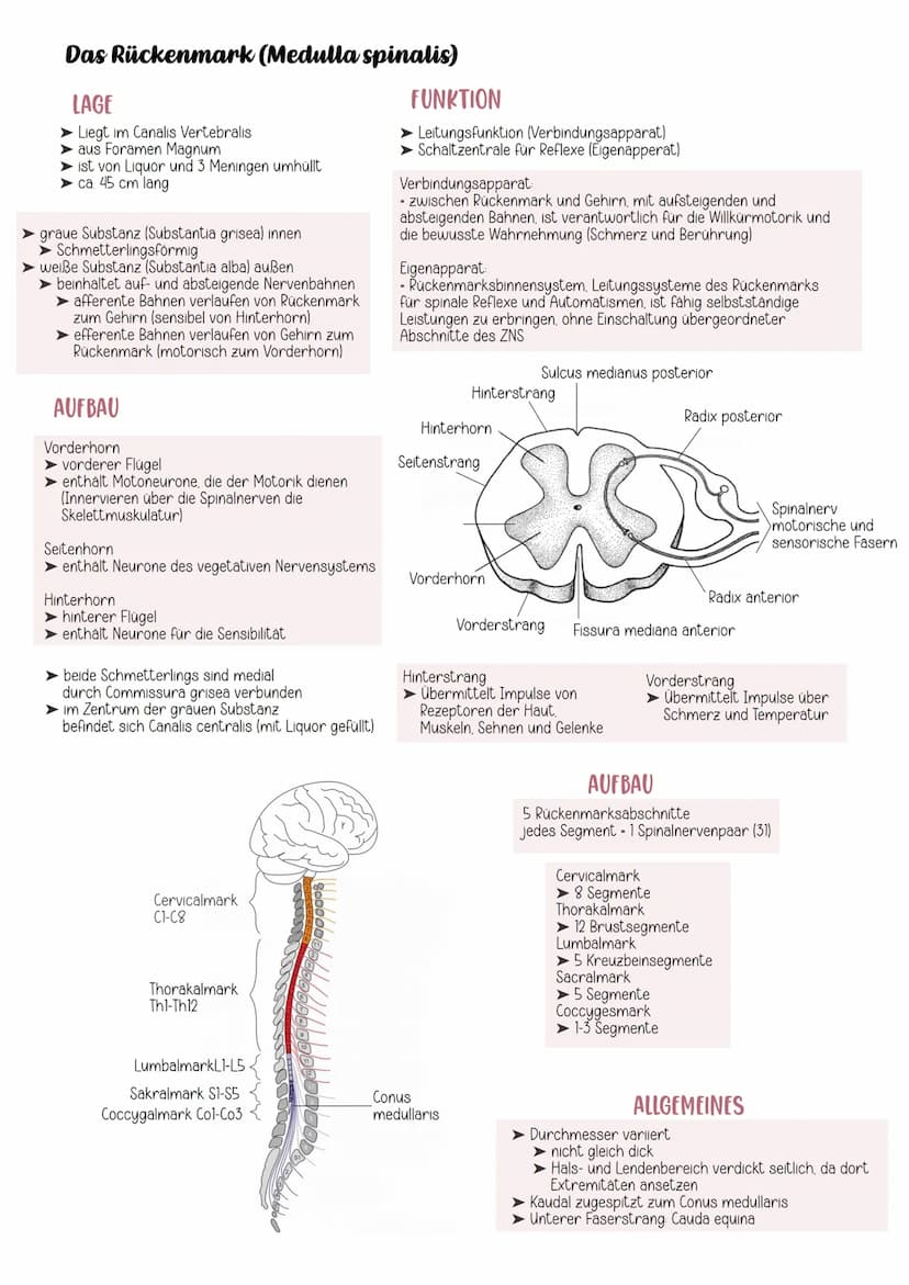EINTEILUNG
Gehirn
Cerebrospinales Nervensystem
Zentrales Nervensystem Peripheres Nervensystem
Rückenmark
Großhirn
Zwischenhirn
Mittelhirn
Br