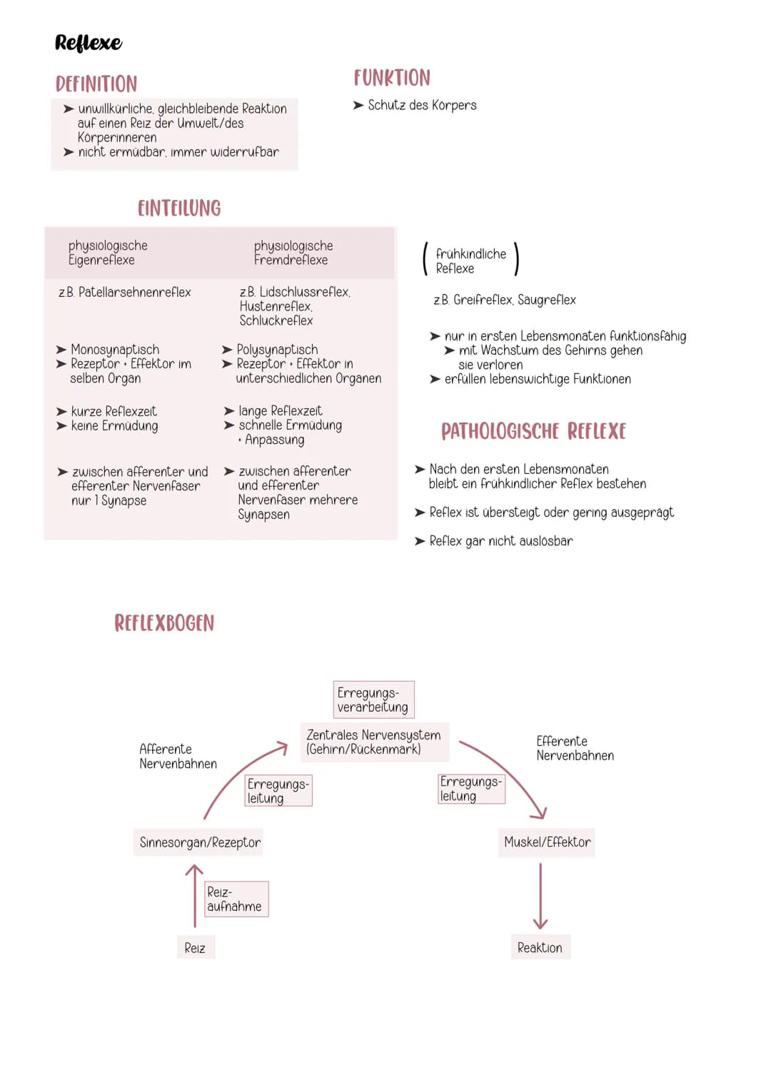 EINTEILUNG
Gehirn
Cerebrospinales Nervensystem
Zentrales Nervensystem Peripheres Nervensystem
Rückenmark
Großhirn
Zwischenhirn
Mittelhirn
Br