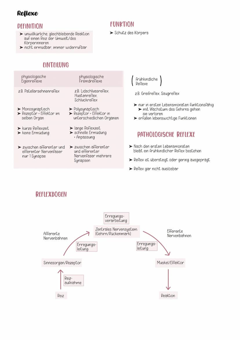 EINTEILUNG
Gehirn
Cerebrospinales Nervensystem
Zentrales Nervensystem Peripheres Nervensystem
Rückenmark
Großhirn
Zwischenhirn
Mittelhirn
Br
