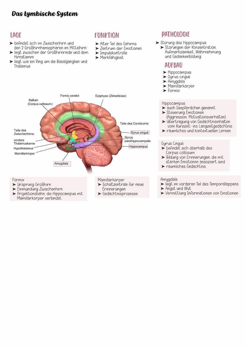 EINTEILUNG
Gehirn
Cerebrospinales Nervensystem
Zentrales Nervensystem Peripheres Nervensystem
Rückenmark
Großhirn
Zwischenhirn
Mittelhirn
Br