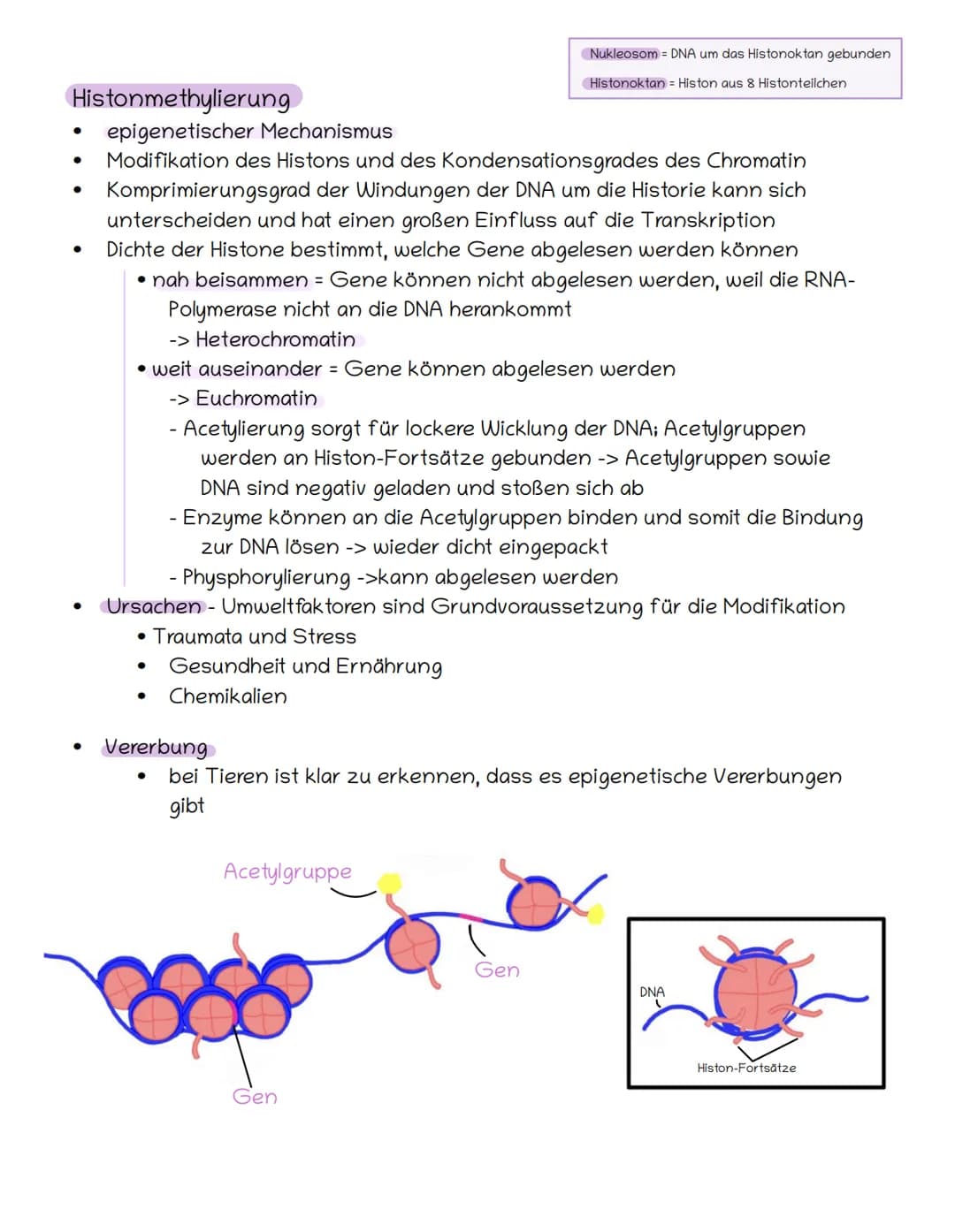 S. 144
Methylierung:
●
●
Methylierung / Demethylierung
●
Übertragen einer Methylgruppe (CH3) auf die DNA-Basen -> Enzym
Methyltransferase
ep