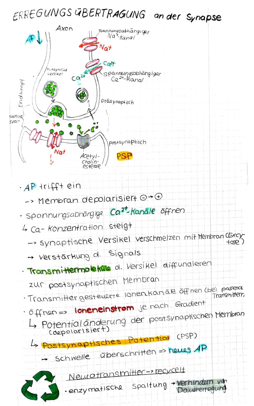 ERREGUNGS ÜBERTRAGUNG an der Synapse
Spannungsabhängiger
Nat-Kanal
End knopf
hapisuist
Spalt
Axon
/synaptische
versiket
Nat
1
Cq²
Nat
Acetyl