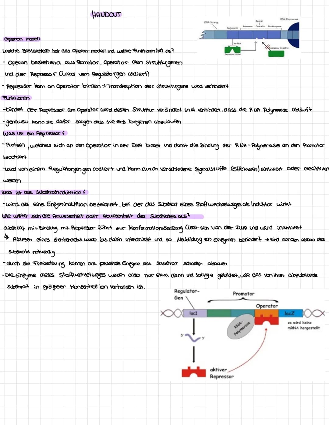 HANDOUT
DNA-Strang
Regulator-
Gen
Regulator
Operon modell
welche Bestandteile hat das Operon-modell und welche Funktionen hat es?
- Operon b